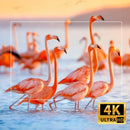 MaxView 4K - Magcubic