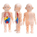 Brinquedo Educativo Crizz™ - Anatomia do Corpo Humano - Decristian