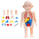 Brinquedo Educativo Crizz™ - Anatomia do Corpo Humano - Decristian